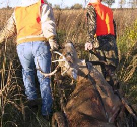 deer harvest