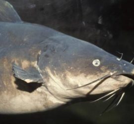 Blue Catfish