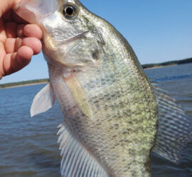 Crappie | Mark Twain Lake