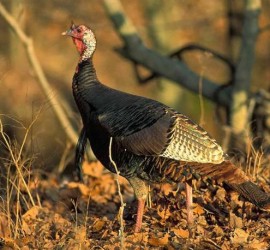 Wild Turkey